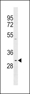 PRR23A Antibody western blot of HepG2 cell line lysates (35 ug/lane). The PRR23A antibody detected the PRR23A protein (arrow).