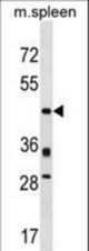 Mouse Prr5 Antibody western blot of mouse spleen tissue lysates (35 ug/lane). The Prr5 antibody detected the Prr5 protein (arrow).