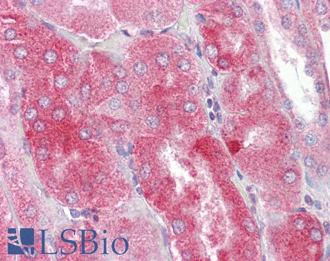 Anti-PRR5 antibody IHC of human kidney. Immunohistochemistry of formalin-fixed, paraffin-embedded tissue after heat-induced antigen retrieval. Antibody LS-B7098 concentration 5 ug/ml.