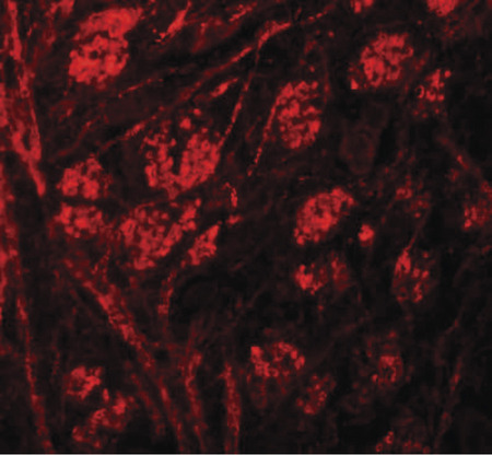 Immunofluorescence of PPR5 in mouse brain tissue with PPR5 antibody at 20 ug/ml.