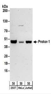 Detection of Human Protor-1 by Western Blot. Samples: Whole cell lysate (50 ug) from 293T, HeLa, and Jurkat cells. Antibodies: Affinity purified rabbit anti-Protor-1 antibody used for WB at 0.1 ug/ml. Detection: Chemiluminescence with an exposure time of 3 minutes.