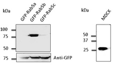Western blot. Anti-Rab5b antibody at 1:500 dilution. 293 cells transfected with GFP-Rab5. Lysates at 50 ug per lane. Rabbit polyclonal to goat IgG (HRP) at 1:10000 dilution.