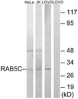 Western blot of extracts from LOVO/HeLa/Jurkat cells, using RAB5C Antibody. The lane on the right is treated with the synthesized peptide.