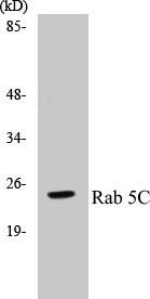 Western blot of Rab 5C (A153) pAb in extracts from HeLa cells.