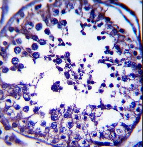 RAB5C Antibody immunohistochemistry of formalin-fixed and paraffin-embedded human testis tissue followed by peroxidase-conjugated secondary antibody and DAB staining.