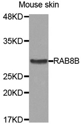 Western blot analysis of extracts of Mouse skin cell line, using RAB8B antibody.