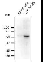 Anti-Rab8b antibody at 1:500 dilution. Lysates at 20 ug/lane. Rabbit polyclonal to goat IgG (HRP) at 1:10000 dilution.