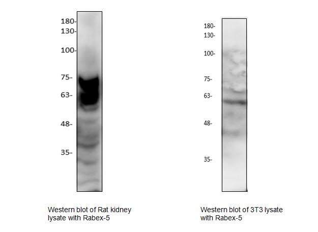 Western blot of RABGEF1 antibody LS-X234981.