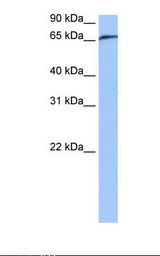 Jurkat cell lysate. Antibody concentration: 0.5 ug/ml. Gel concentration: 12%.