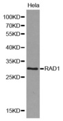 Western blot analysis of HeLa cell lysate using RAD1 antibody.