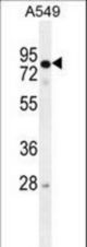 RAD17 Antibody western blot of A549 cell line lysates (35 ug/lane). The RAD17 antibody detected the RAD17 protein (arrow).