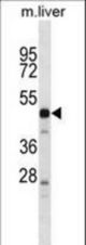 PRSS16 Antibody western blot of mouse liver tissue lysates (35 ug/lane). The PRSS16 antibody detected the PRSS16 protein (arrow).
