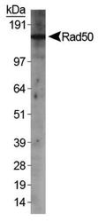 RAD50 Antibody - WB detection of Rad50 in HeLa nuclear extracts.
