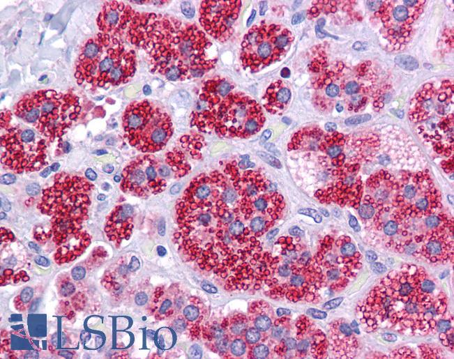Anti-RAD51 antibody IHC of human adrenal. Immunohistochemistry of formalin-fixed, paraffin-embedded tissue after heat-induced antigen retrieval. Antibody LS-B4573 concentration 10 ug/ml.