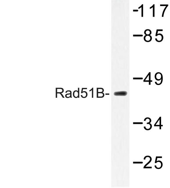Western blot of Rad51B (G226) pAb in extracts from COS-7 cells.