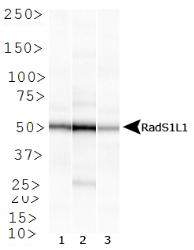 Rad51L1 Antibody (1 H3/13) - Western blot of Rad51L1 expression in 1) HeLa, 2) HepG2 and 3) Cos 7 whole cell lysates.