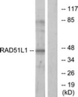 Western blot of extracts from COS7 cells, using RAD51L1 Antibody. The lane on the right is treated with the synthesized peptide.