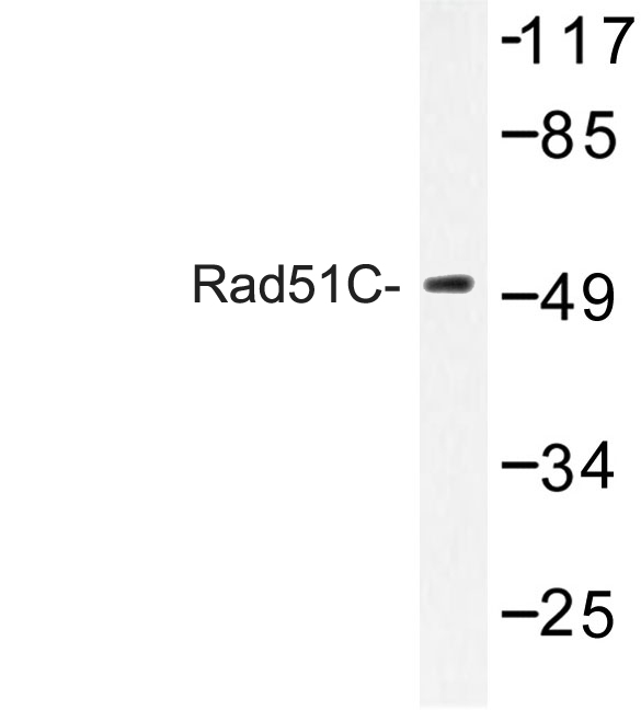 Western blot of Rad51C (E185) pAb in extracts from COS-7 cells.