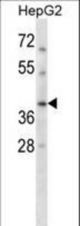 RAD51C Antibody western blot of HepG2 cell line lysates (35 ug/lane). The RAD51C antibody detected the RAD51C protein (arrow).
