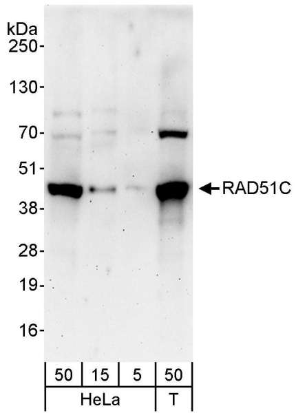 Detection of Human RAD51C by Western Blot. Samples: Whole cell lysate from HeLa (5, 15 and 50 ug) and 293T (T; 50 ug) cells. Antibody: Affinity purified rabbit anti-RAD51C antibody used for WB at 0.1 ug/ml. Detection: Chemiluminescence with an exposure time of 3 minutes.