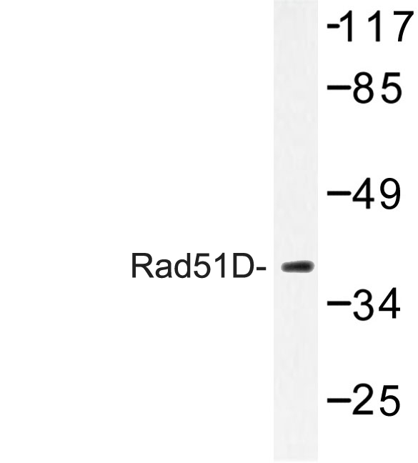 Western blot of Rad51D (A152) pAb in extracts from Jurkat cells.