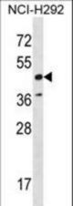 RAD52 Antibody western blot of NCI-H292 cell line lysates (35 ug/lane). The RAD52 antibody detected the RAD52 protein (arrow).