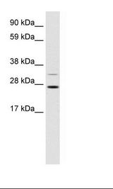 Fetal Stomach Lysate
