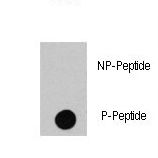 Dot blot of anti-RAF1-pS494 Phospho-specific antibody (RB13292) on nitrocellulose membrane. 50ng of Phospho-peptide or Non Phospho-peptide per dot were adsorbed. Antibody working concentrations are 0.5ug per ml.