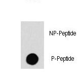 Dot blot of anti-RAF1-pS259 Phospho-specific antibody (RB11131) on nitrocellulose membrane. 50ng of Phospho-peptide or Non Phospho-peptide per dot were adsorbed. Antibody working concentrations are 0.5ug per ml.