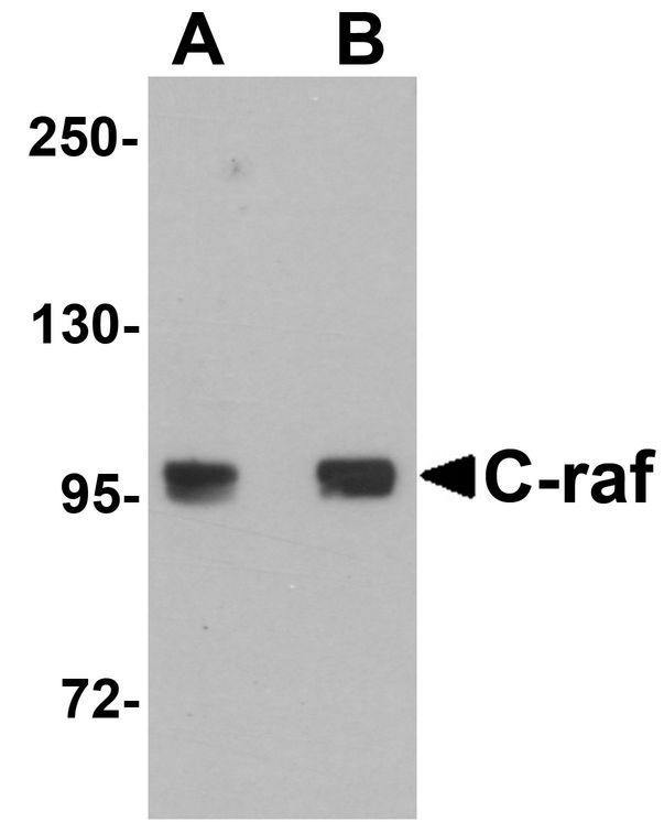 Western blot analysis of C-raf in 3T3 cell lysate with C-raf antibody at (A) 0.5 and (B) 1 ug/ml.