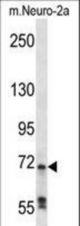 Mouse Raf1 Antibody western blot of mouse Neuro-2a cell line lysates (35 ug/lane). The Raf1 antibody detected the Raf1 protein (arrow).