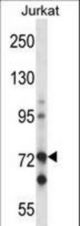 Mouse Raf1 Antibody western blot of Jurkat cell line lysates (35 ug/lane). The Raf1 antibody detected the Raf1 protein (arrow).