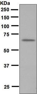 Western blot analysis on mouse thymus lysate using anti-RAG2 antibody.