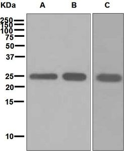 Western blot analysis on (A) HepG2, (B) 293T, and (C) NIH/3T3 cell lysates using anti-RALB antibody.