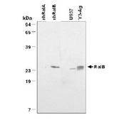 WB analysis of rhRalA and rhRalB, and lysates of human U937 and rat Y3-Ag cells