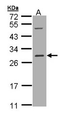 Sample (30 ug of whole cell lysate). A: Hep G2 . 12% SDS PAGE. RALB antibody diluted at 1:1000