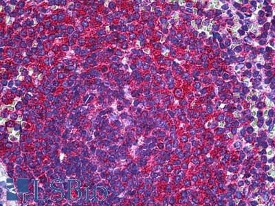 Anti-RALB antibody IHC of human spleen. Immunohistochemistry of formalin-fixed, paraffin-embedded tissue after heat-induced antigen retrieval. Antibody LS-B5523 concentration 5 ug/ml.
