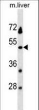 KLKBL4 Antibody western blot of mouse liver tissue lysates (35 ug/lane). The KLKBL4 antibody detected the KLKBL4 protein (arrow).