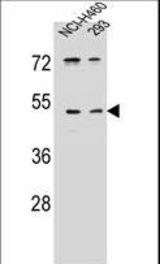 UNQ9391 Antibody western blot of NCI-H460,293 cell line lysates (35 ug/lane). The UNQ9391 antibody detected the UNQ9391 protein (arrow).