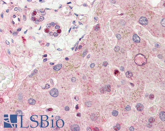 Anti-RALGPS1 antibody IHC staining of human liver. Immunohistochemistry of formalin-fixed, paraffin-embedded tissue after heat-induced antigen retrieval. Antibody LS-B10313 concentration 5 ug/ml.