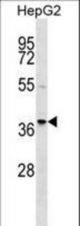 RALY Antibody western blot of HepG2 cell line lysates (35 ug/lane). The RALY antibody detected the RALY protein (arrow).