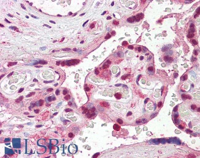 Anti-SKA3 antibody IHC of human placenta. Immunohistochemistry of formalin-fixed, paraffin-embedded tissue after heat-induced antigen retrieval. Antibody LS-B7373 concentration 3.75 ug/ml.