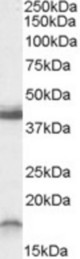Antibody (0.3 ug/ml) staining of Rat Brain lysate (35 ug protein in RIPA buffer). Primary incubation was 1 hour. Detected by chemiluminescence
