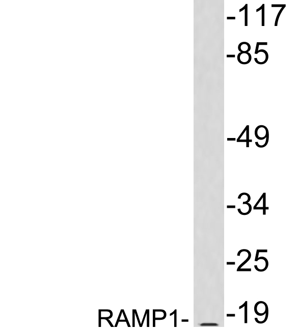 Western blot of extracts from MCF7 cells, using RAMP1 antibody.