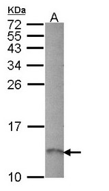 Sample (30 ug of whole cell lysate). A: Hep G2 . 12% SDS PAGE. RAMP1 antibody diluted at 1:1000.