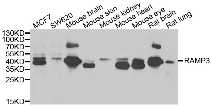 Western blot analysis of extracts of various cell lines, using RAMP3 antibody.