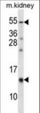 RAMP3 Antibody western blot of mouse kidney tissue lysates (35 ug/lane). The RAMP3 antibody detected the RAMP3 protein (arrow).