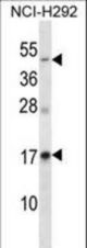 RAMP3 Antibody western blot of NCI-H292 cell line lysates (35 ug/lane). The RAMP3 antibody detected the RAMP3 protein (arrow).
