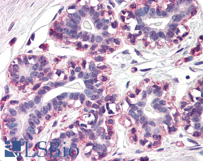 Anti-RAMP3 antibody IHC of human breast. Immunohistochemistry of formalin-fixed, paraffin-embedded tissue after heat-induced antigen retrieval. Antibody LS-B1833 concentration 20 ug/ml.