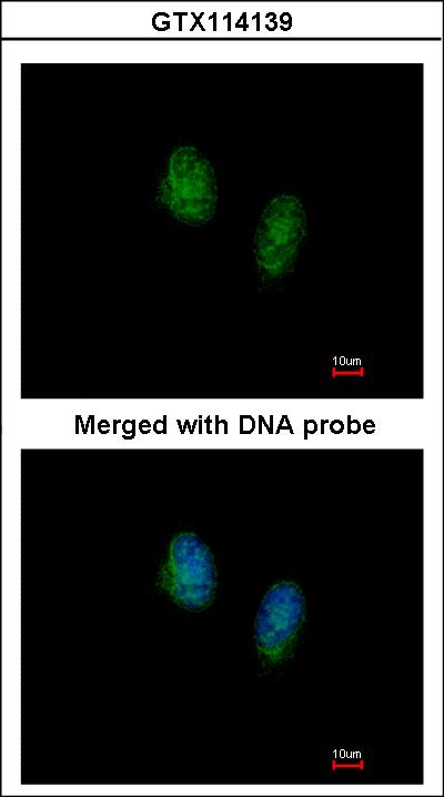 Immunofluorescence of paraformaldehyde-fixed HeLa, using RAN antibody at 1:200 dilution.